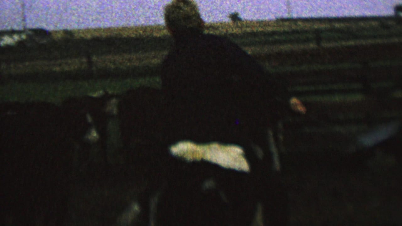 Soft, grainy 1962 home-movie frame showing a rider on a cow moving past farm fencing in the cataloged Minnesota clip.