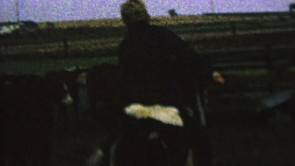 Soft, grainy 1962 home-movie frame showing a rider on a cow moving past farm fencing in the cataloged Minnesota clip.