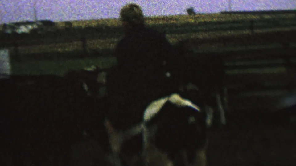 Rear-facing 8mm frame from the cataloged 1962 St. Paul footage, with a rider seated on a black-and-white cow inside a fenced pen.