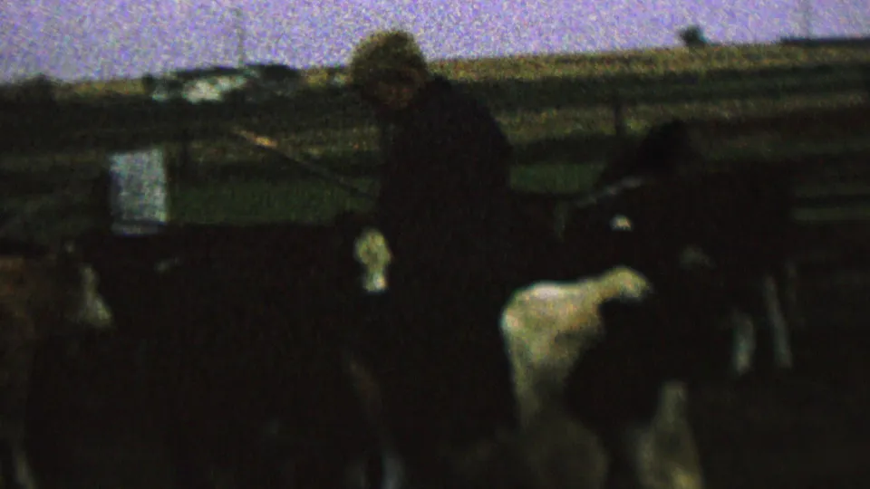 Grainy 1962 home-movie frame showing a rider on a black-and-white cow near fencing, with the figure leaning forward in the farm enclosure.