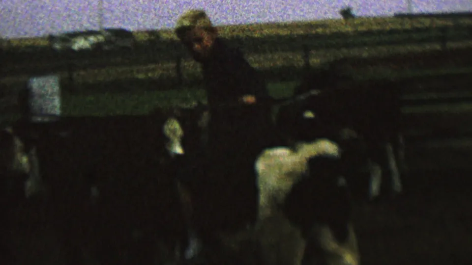 In a dim 1962 St. Paul, Minnesota farm-corral scene, a young blond rider sits on a Holstein cow while other cattle stand nearby.