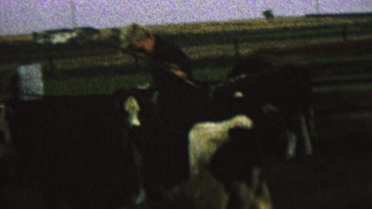 Young rider leans forward on a cow among cattle inside a corral.