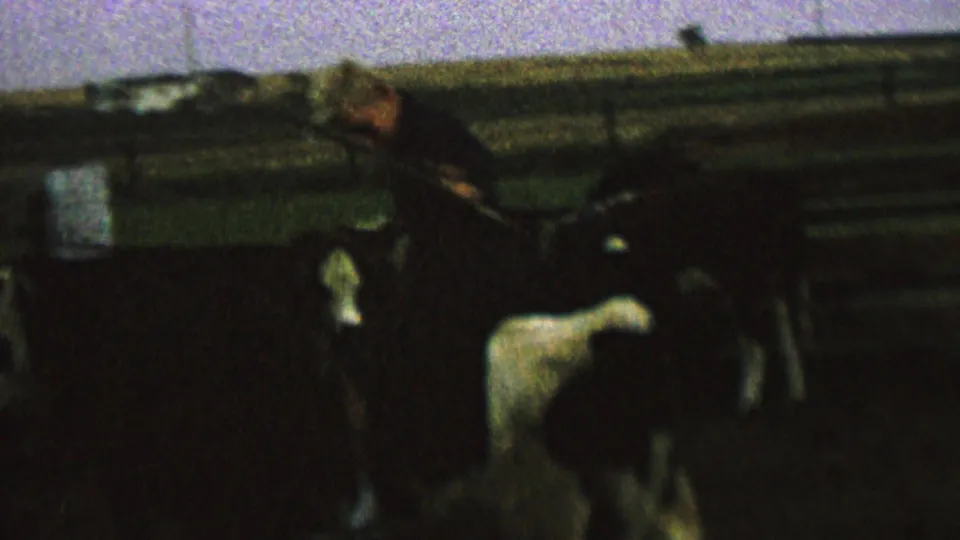 The rider appears to lean forward while seated on a black-and-white cow, with fencing, other livestock, and open farmland visible in the background.