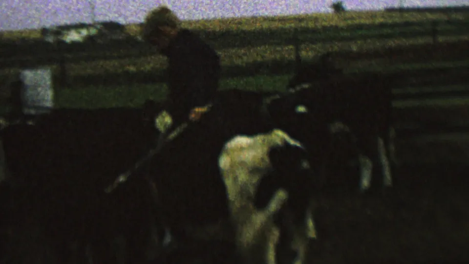 A young blond rider remains mounted on the cow as a long stick or switch is visible near the animal, with other cattle and fencing surrounding them.