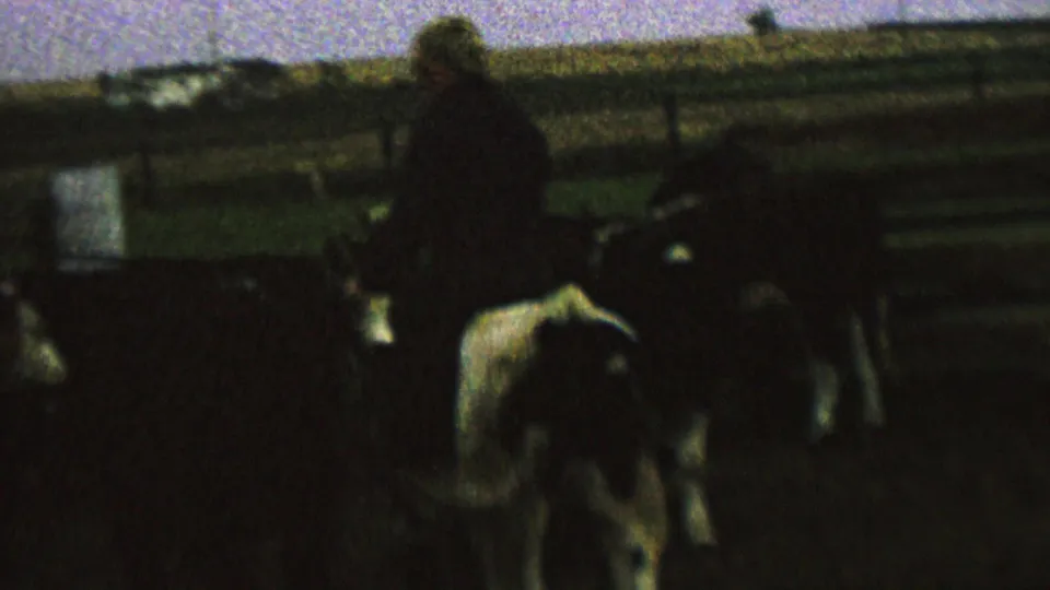At the end of the clip, the young rider is still seated on the cow in the dim corral, surrounded by cattle with rural fencing and fields behind them.