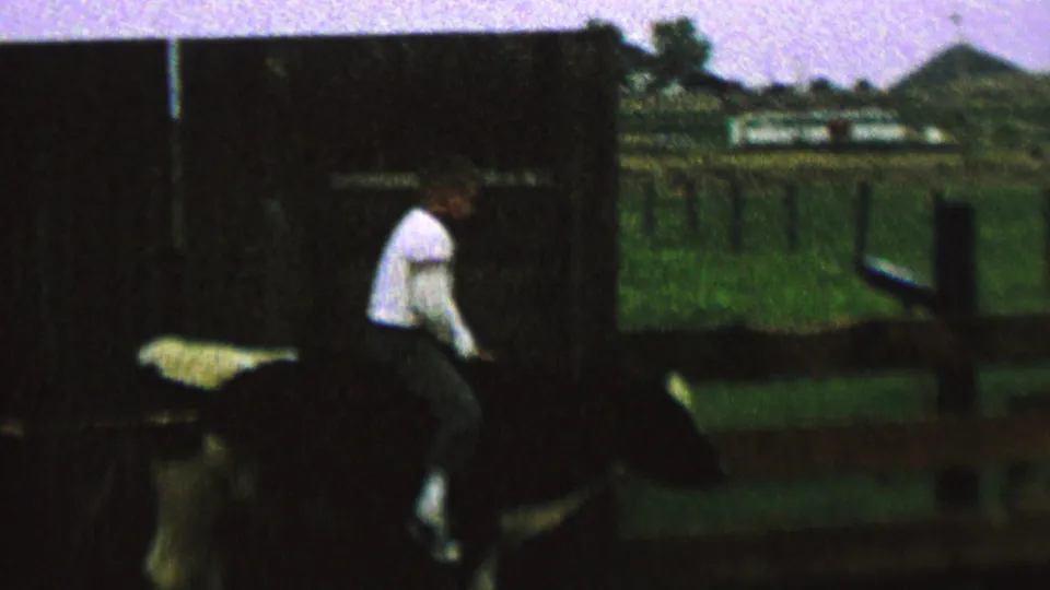 1962 home-movie frame from the supplied St. Paul, Minnesota clip showing a person in a white shirt riding a black-and-white cow beside fencing and pasture.