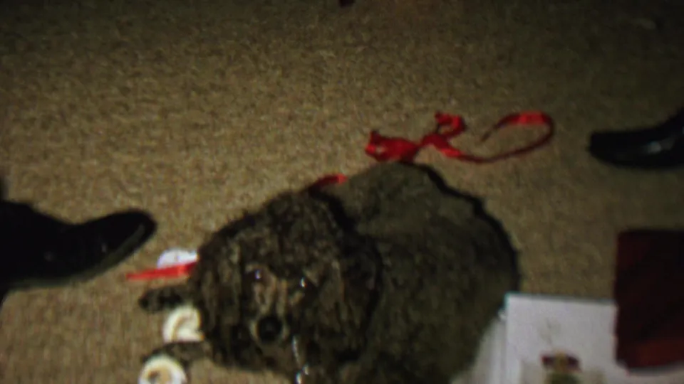 In 1962 St. Paul home-movie footage, a dark curly-haired poodle lies on a carpeted floor beside red ribbons, black dress shoes, and small gift-like items.