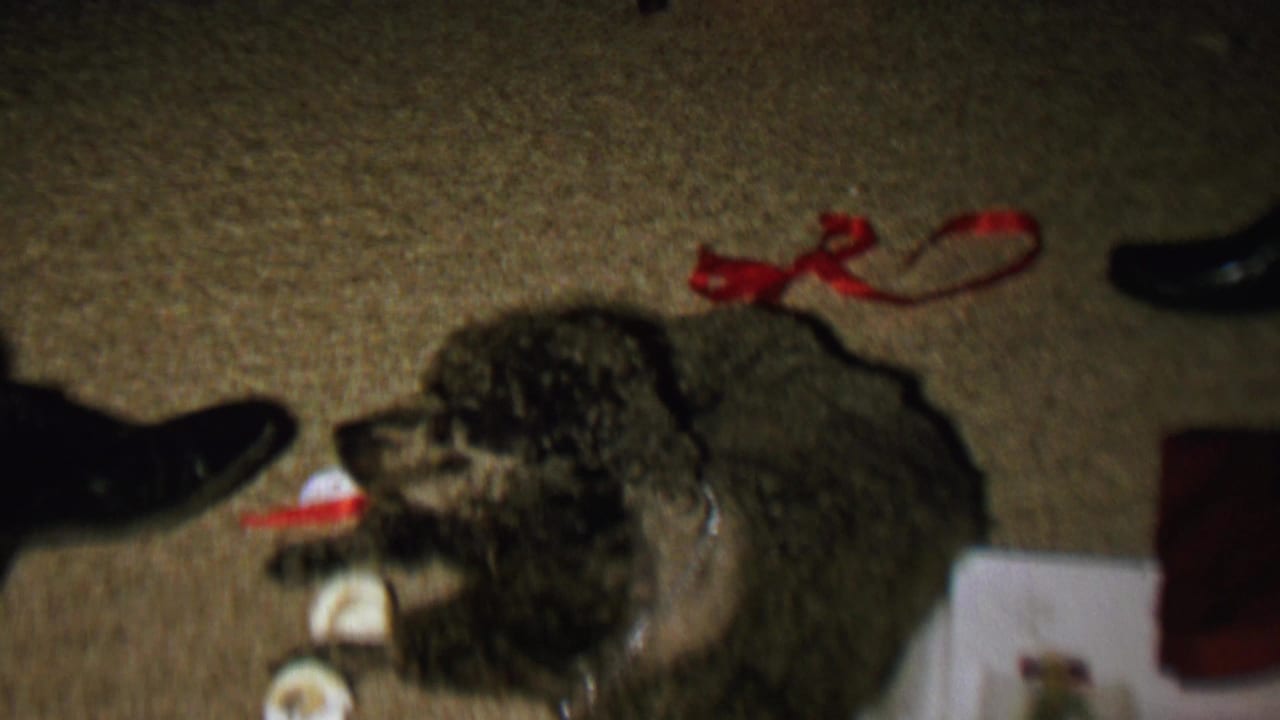 Poodle turned sideways on carpet with red ribbons and black shoes visible around it.