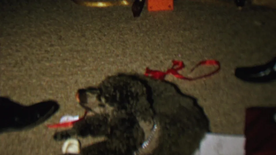 The poodle faces left in the final 1962 St. Paul frame, positioned on beige carpet among red ribbons, black dress shoes, and small indoor items.