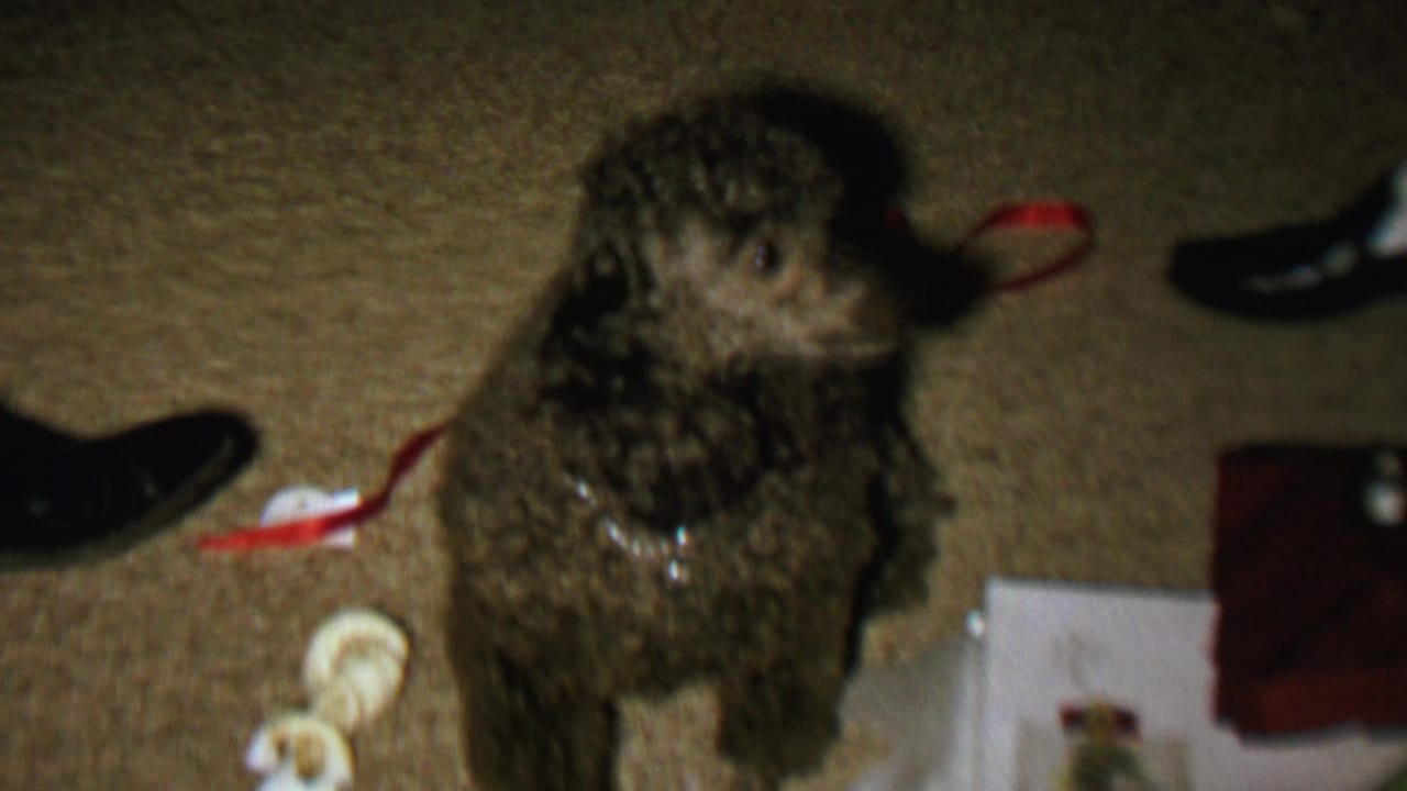 Small curly-haired dog sitting upright on carpet near ribbon, shoes, and wrapping materials.