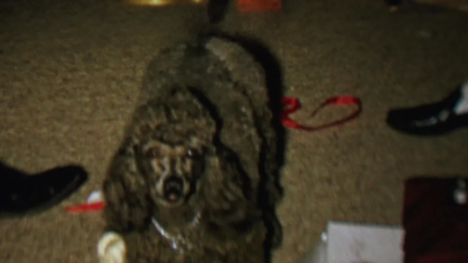 The poodle-like dog is viewed from above on the carpet, with its collar visible and holiday ribbon, dress shoes, and floor objects surrounding it in the home interior.
