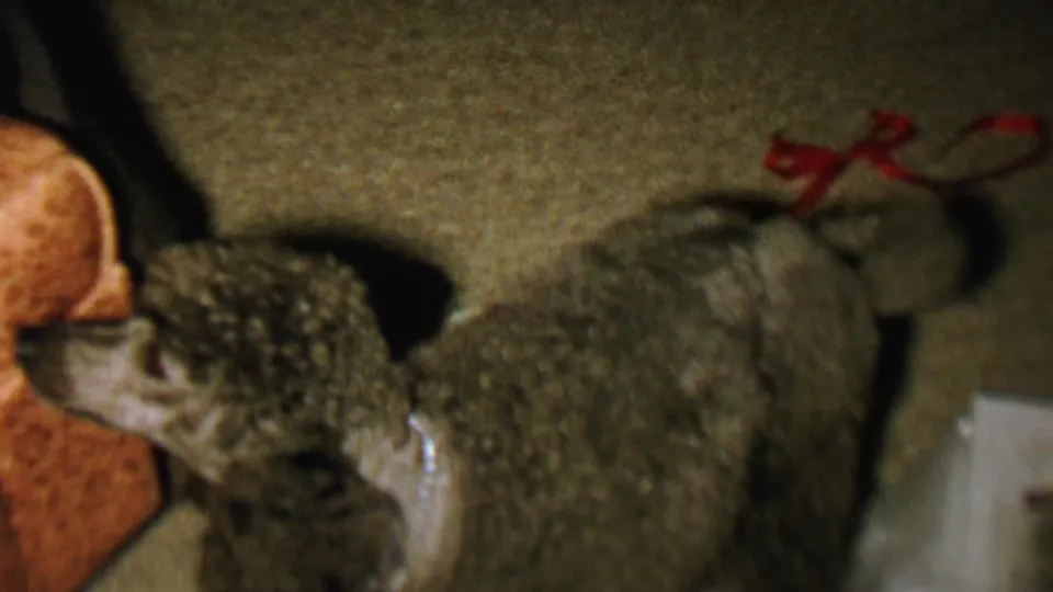 A curly-haired dog bends toward an upholstered orange object at floor level, with black dress shoes, a red ribbon, carpet, and a white gift box visible in the 1962 Christmas home-movie frame.