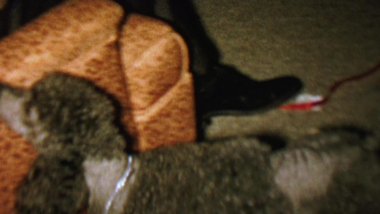Small dark curly-haired dog on a brown patterned couch in a dim room.