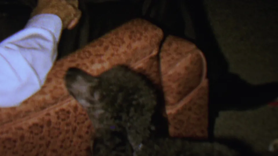 A person in a white long-sleeved shirt reaches toward the small dark dog on the patterned couch in the supplied 1962 St. Paul home-movie footage.