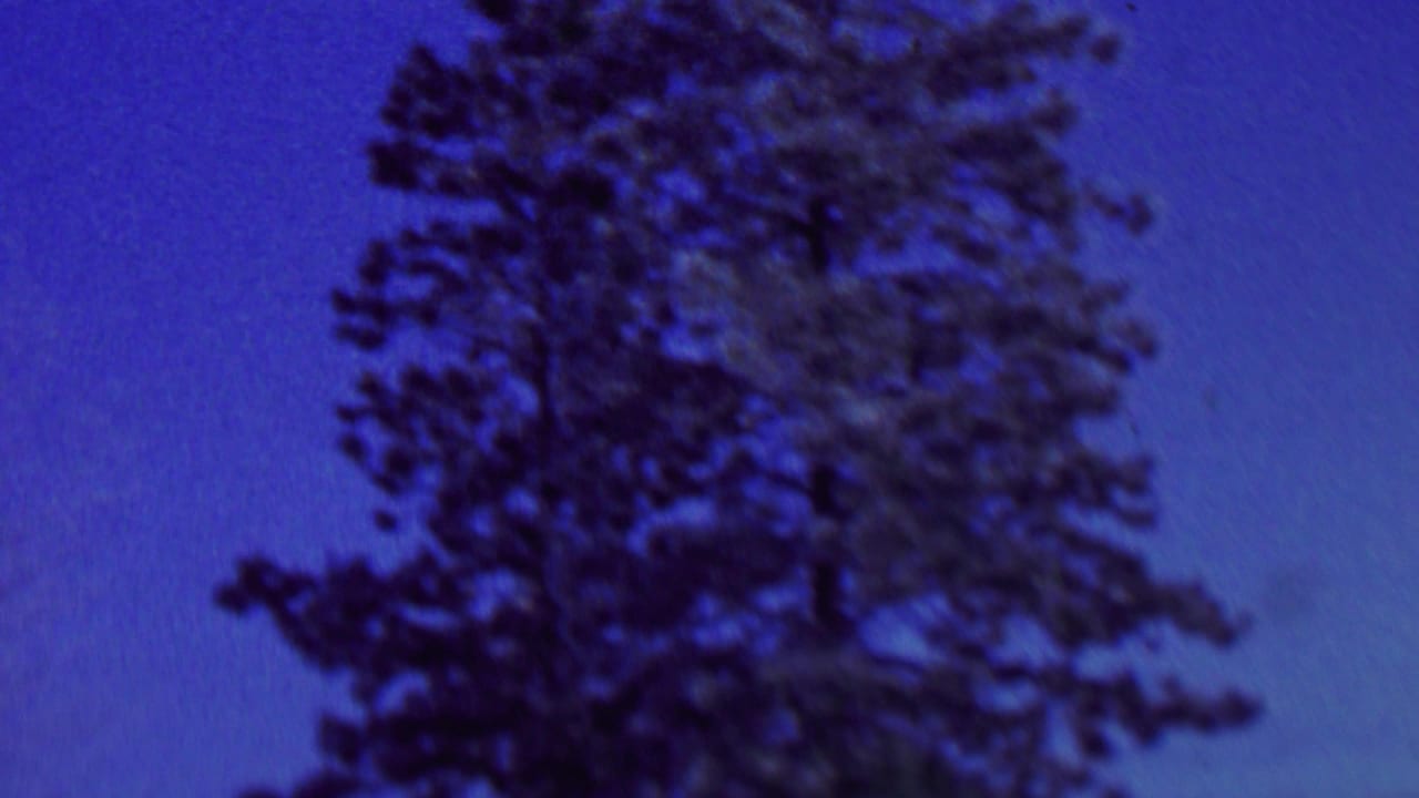 1962 St. Paul home-movie frame with a tall evergreen tree filling the right side of a saturated blue sky.
