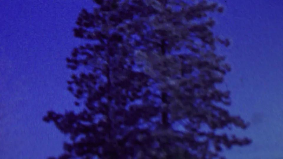 1962 St. Paul home-movie frame with a tall evergreen tree filling the right side of a saturated blue sky.