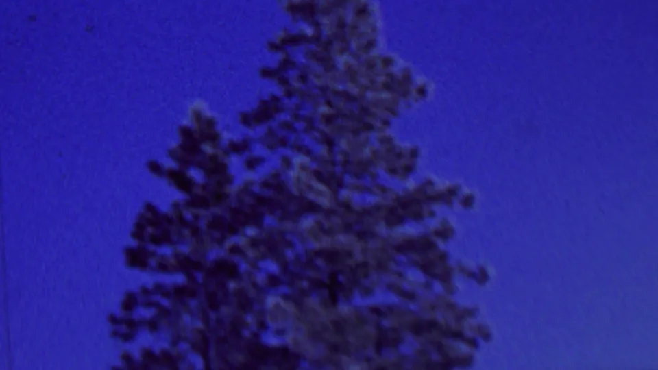 1962 St. Paul home-movie frame with a tall evergreen tree along the right side and open blue sky across the left.