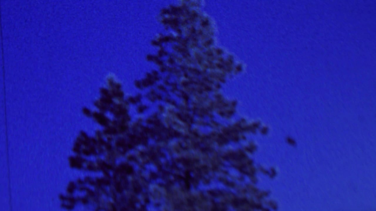 Tall evergreen trees rise against a saturated blue sky in metadata-supported 1962 St. Paul winter home-movie footage.