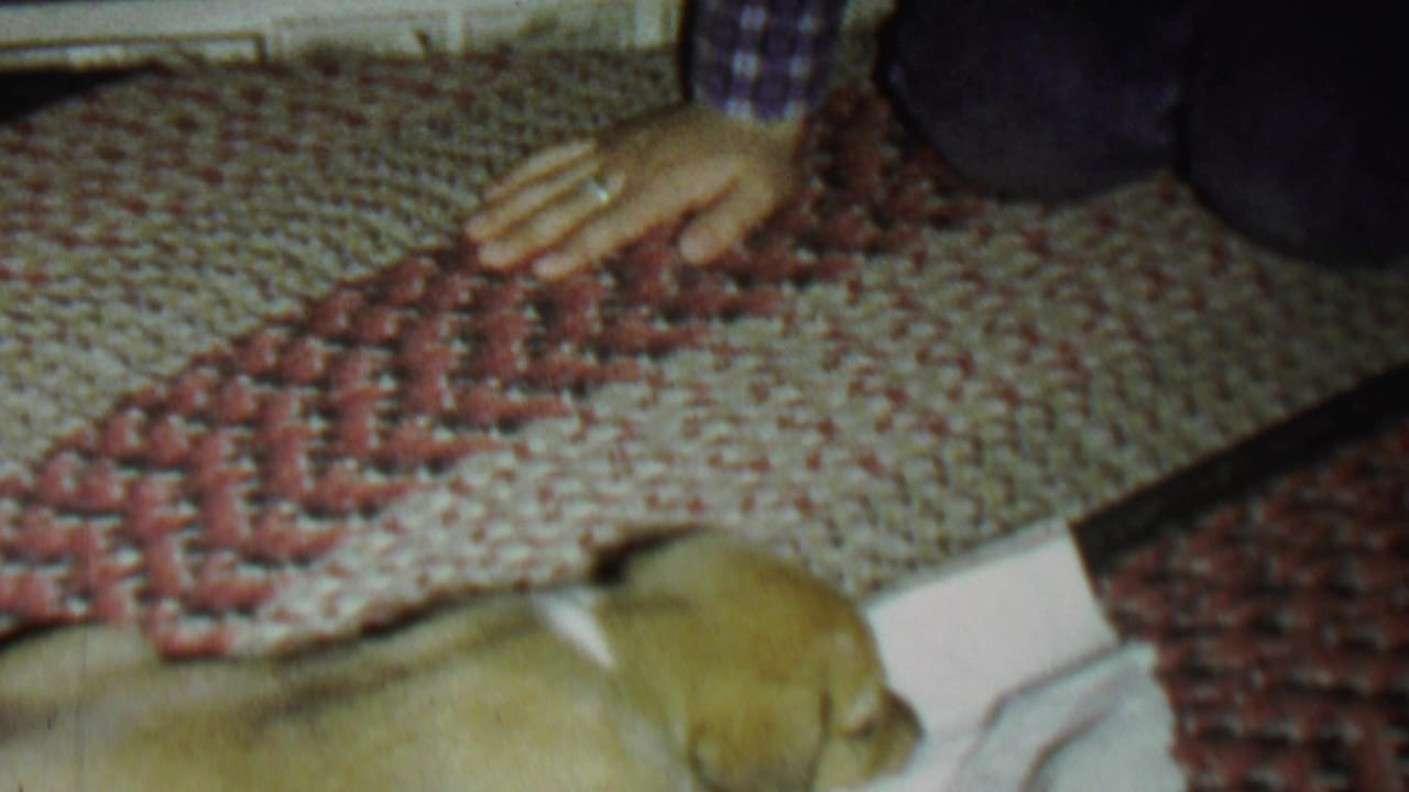A light-colored puppy rests low in frame on a white cloth beside a red and beige woven rug while a person in a purple checkered sleeve reaches toward it in 1962 St. Paul home-movie footage.