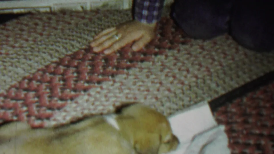 A light-colored puppy rests low in frame on a white cloth beside a red and beige woven rug while a person in a purple checkered sleeve reaches toward it in 1962 St. Paul home-movie footage.