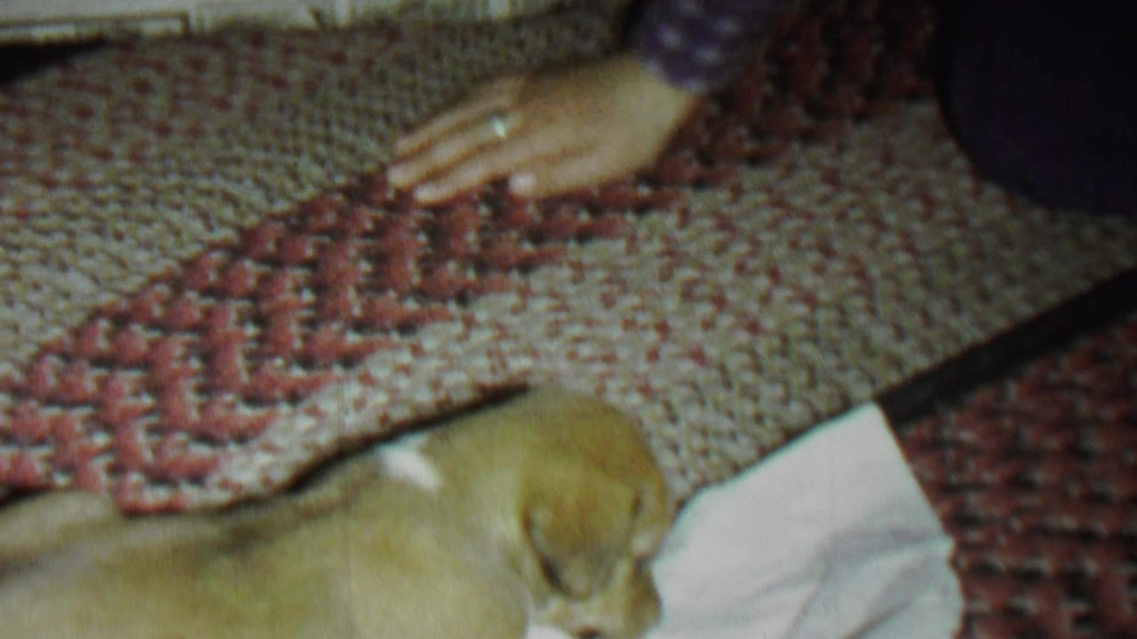 The puppy lies along the edge of a white cloth while a hand in a checkered sleeve rests above a red and beige woven rug in the private indoor scene.