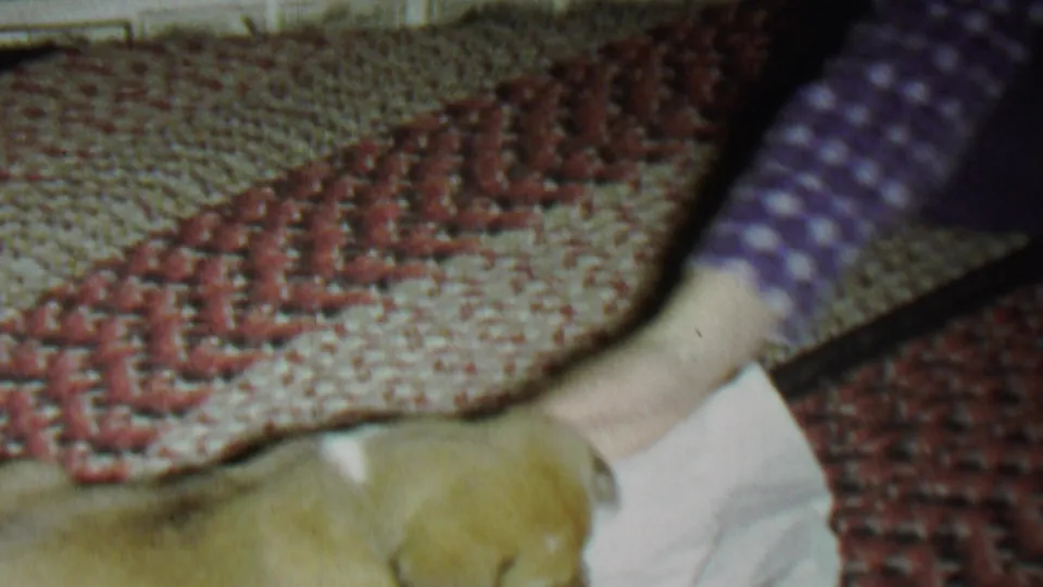 A forearm in a purple and white checkered shirt extends toward the light-colored puppy as it rests near a white cloth on a textured rug.