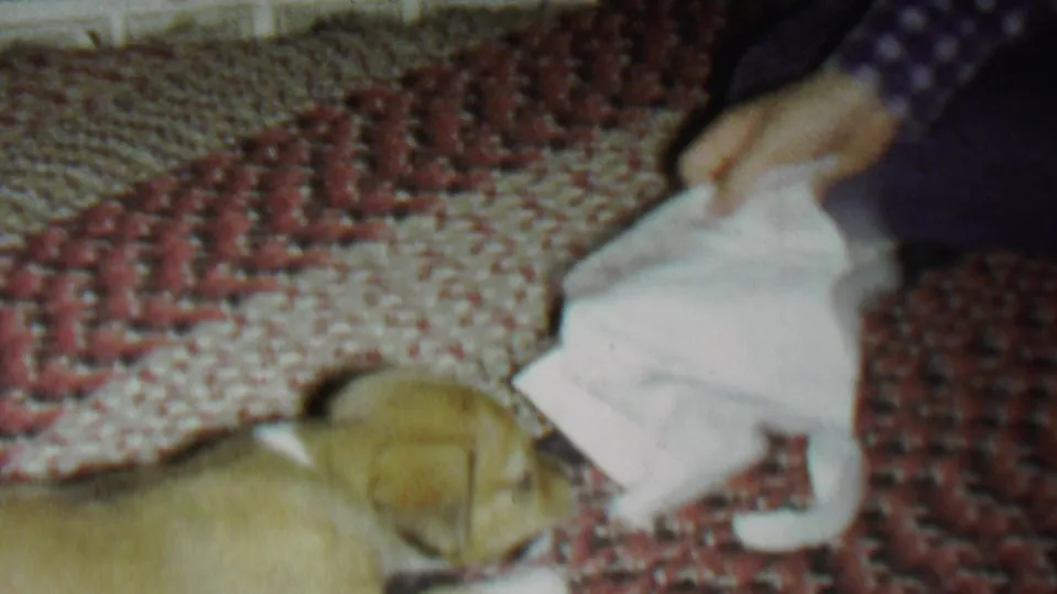 The puppy rests at the lower edge of the frame beside a crumpled white cloth, with a human hand visible near the top right over the patterned rug.