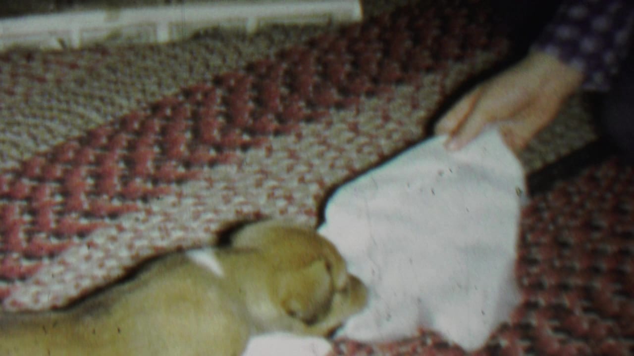 In 1962 St. Paul home-movie footage, a small light-brown puppy lies on a red-and-beige woven rug as a person's hand holds a white cloth nearby.