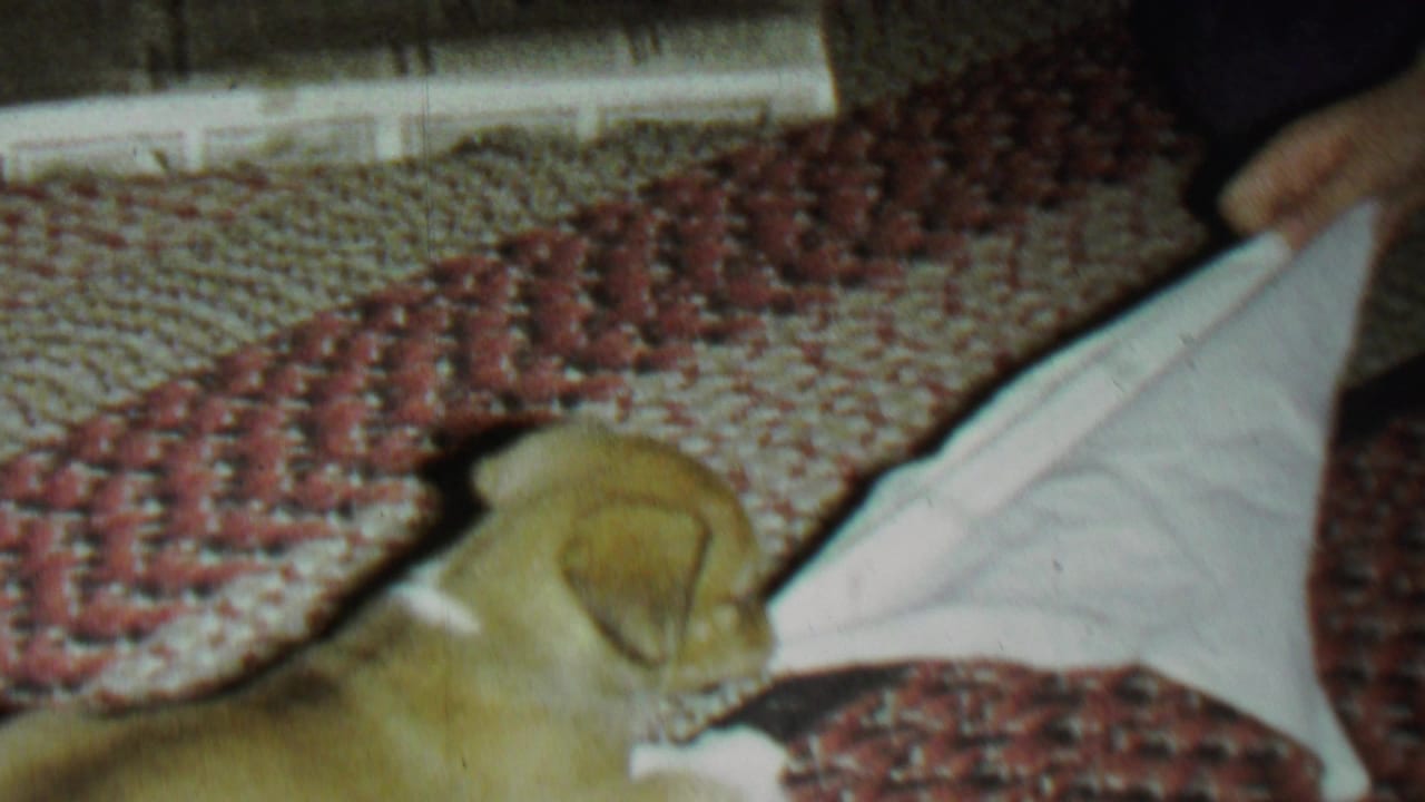 Puppy faces a white cloth held by a person on a patterned rug.