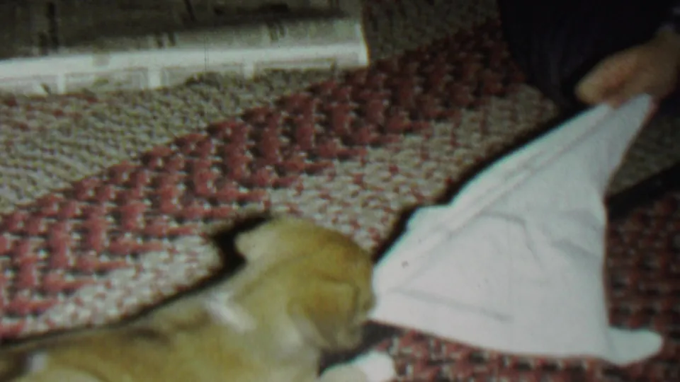 The puppy remains low on the patterned rug as the white cloth is held out in front of it during the indoor play moment.