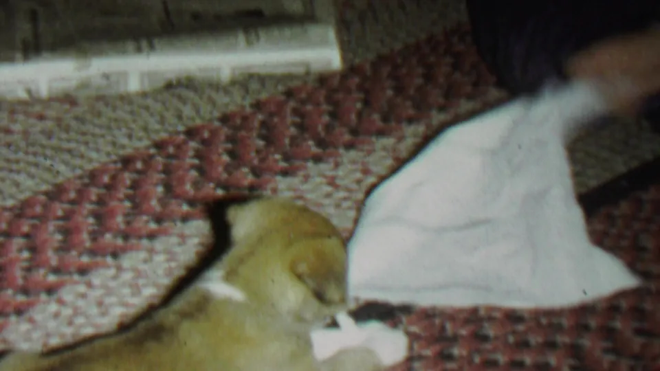 At the end of the clip, the puppy looks toward the cloth on the woven rug while a partially visible person remains at the edge of the frame.