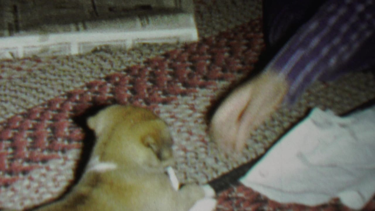 In this 1962 St. Paul home-movie frame, a small brown puppy sits on a red and beige braided rug as a person's hand reaches toward it.