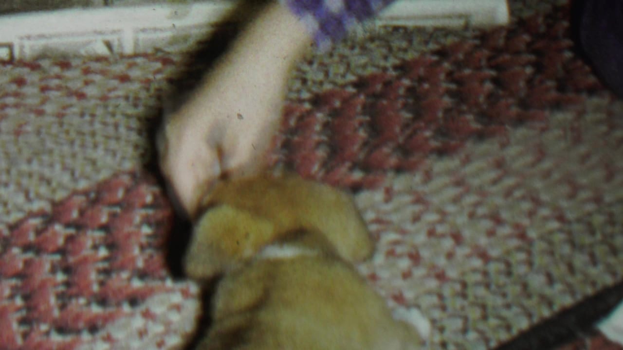 A person's hand in a purple checkered sleeve interacts with a small brown puppy on a braided rug in the 1962 home-movie footage.