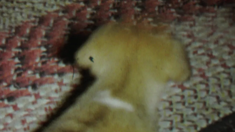The frame gives a closer, soft-focused view of the brown puppy's head and body against the patterned braided rug.