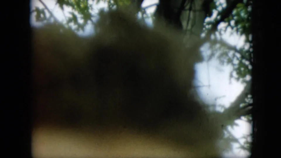 The final frame is an indistinct handheld view through soft focus, showing tree branches, bright sky, and a blurred foreground shape in the outdoor setting.