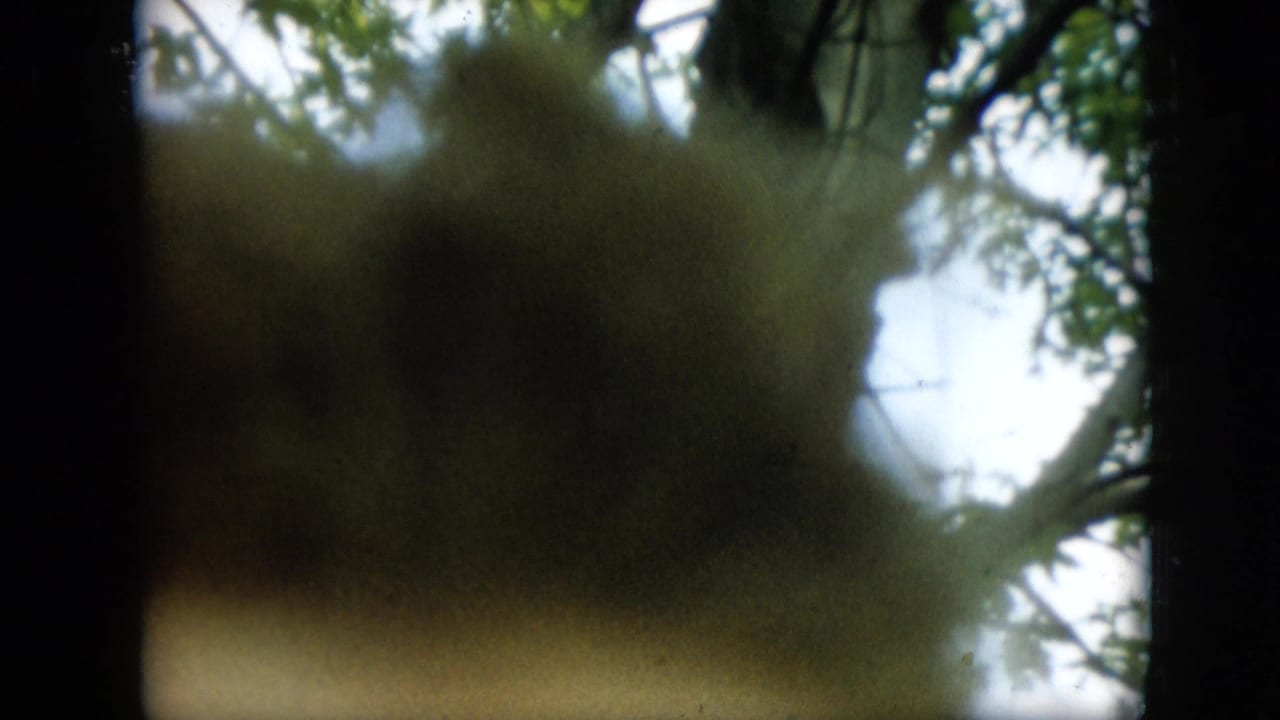 Soft 1957 Pennsylvania 8mm frame showing an indistinct brown foreground close-up against green leaves, branches, and pale sky.
