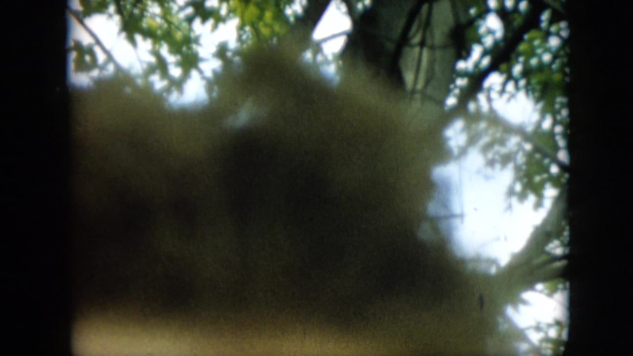 Soft 1957 Pennsylvania home-movie frame with a blurred brown foreground form, leafy branches, and bright sky in the background.