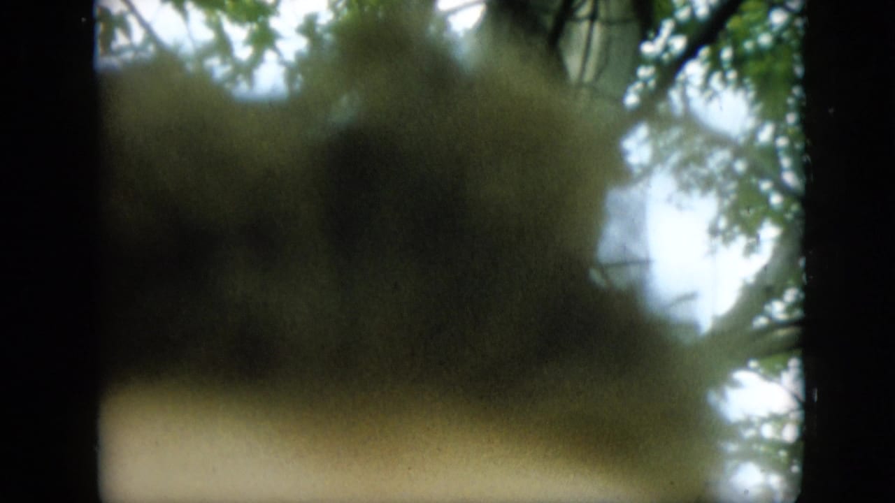 Soft 8mm frame showing leafy branches and sky in a heavily obscured outdoor view, consistent with the Pennsylvania home-movie clip metadata.