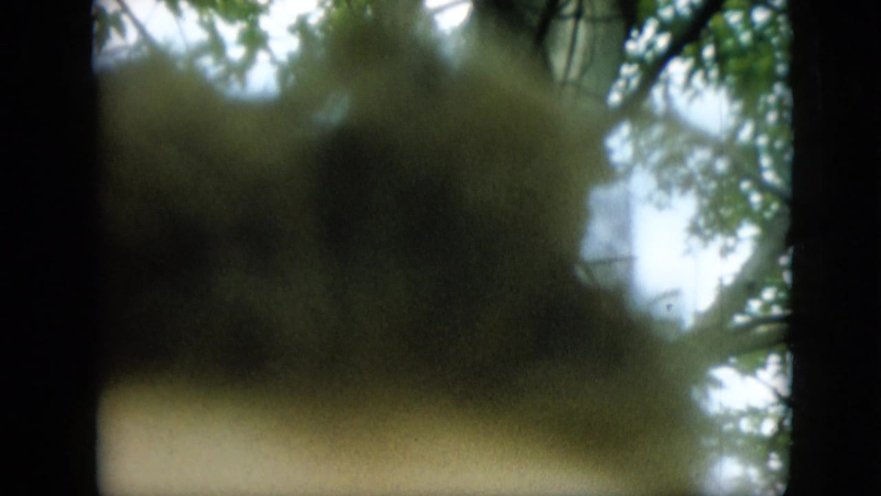 Overexposed leafy outdoor view with dark vertical frame edge and soft obstruction.
