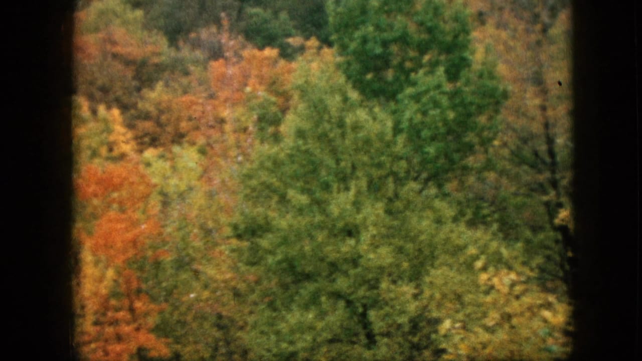 Dense fall foliage with a dark window frame at the left edge.
