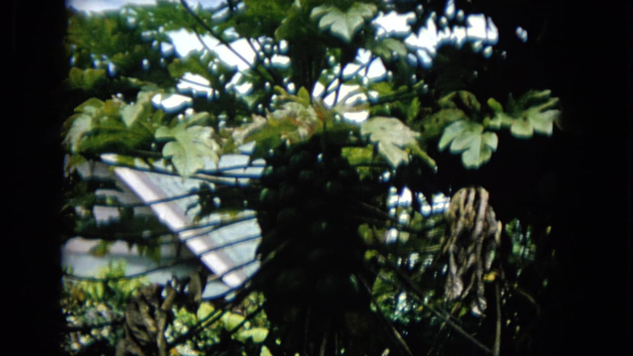 A 1965 home-movie view shows broad tropical leaves, dark tree trunks, and glimpses of a light-colored house exterior in a shaded garden setting.