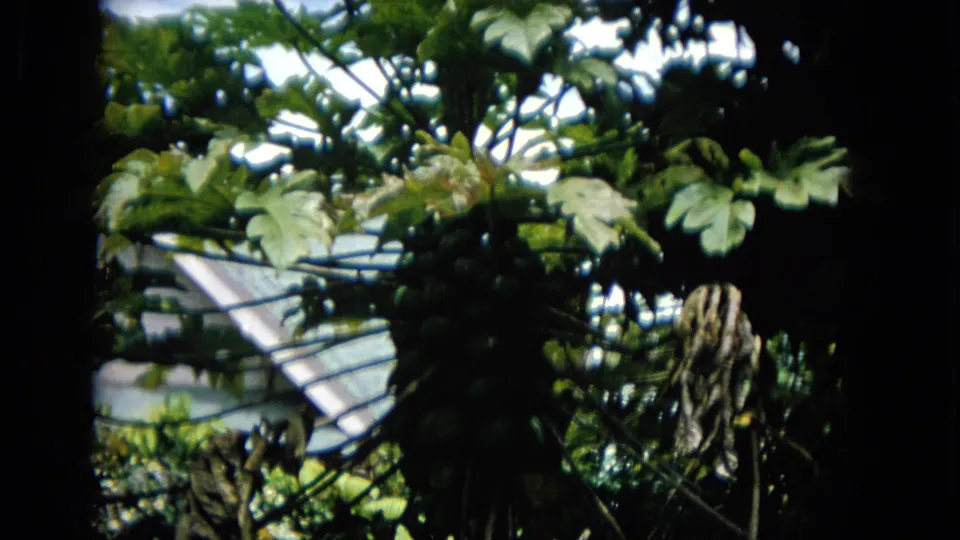 A 1965 home-movie view shows broad tropical leaves, dark tree trunks, and glimpses of a light-colored house exterior in a shaded garden setting.