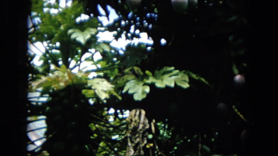 The frame holds a dark, leafy garden view with broad tropical leaves, tree trunks, and partial views of a nearby house, consistent with 1965 8mm home-movie footage.