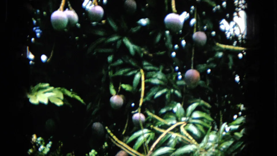 A close garden view from the 1965 home movie shows round purple-green fruit hanging from branches among dense tropical leaves and strong sunlight-shadow contrast.