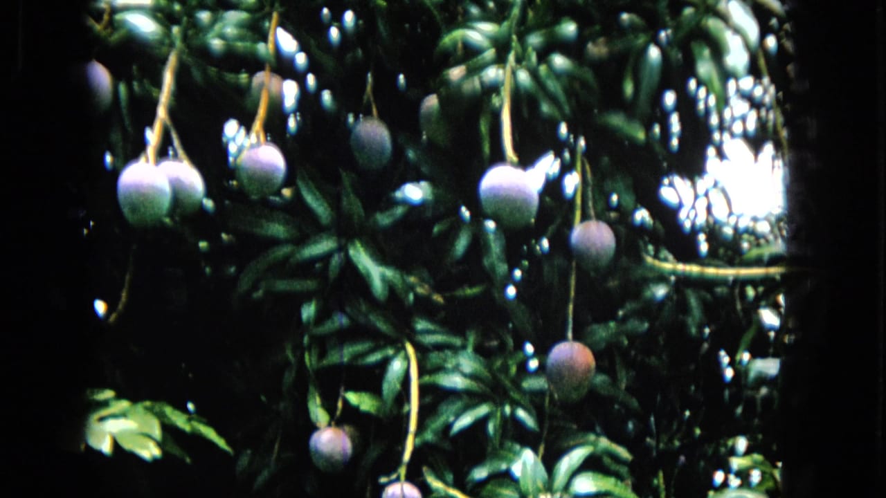 In 1965 Hawaii 8mm footage, several purple fruits hang from thin stems amid dense green leaves and bright sky gaps.