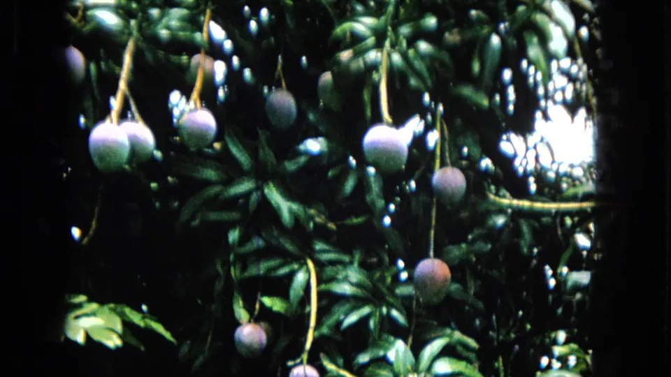 In 1965 Hawaii 8mm footage, several purple fruits hang from thin stems amid dense green leaves and bright sky gaps.