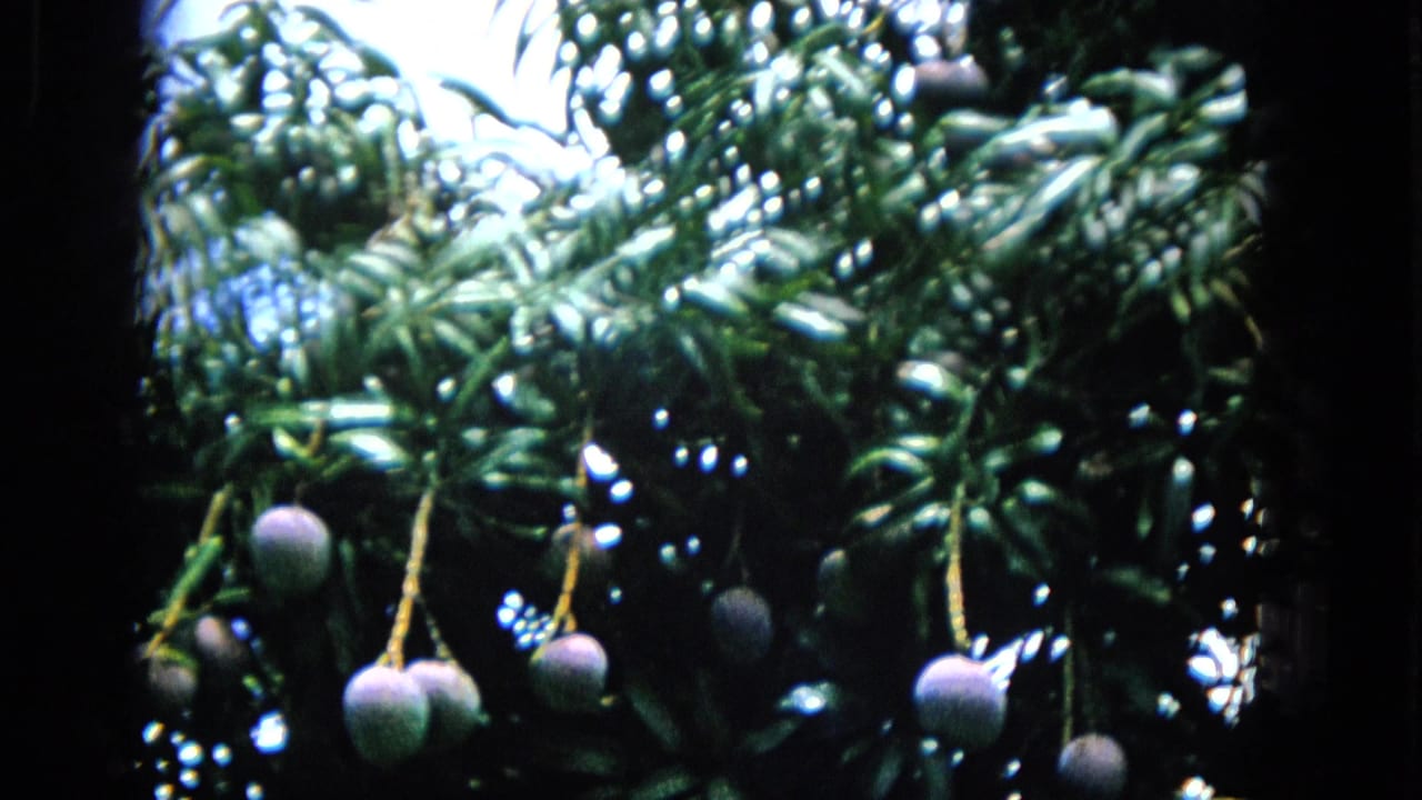 A 1965 Hawaii home-movie frame shows hanging purple fruit beneath a leafy tropical canopy, with deep shadow and bright sky filtering through.