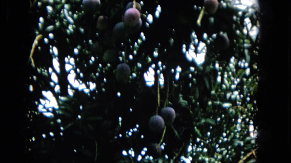 In the final 1965 Hawaii frame, purple fruits hang at varying heights in a shaded tropical tree, with bright specks of sky behind the leaves.