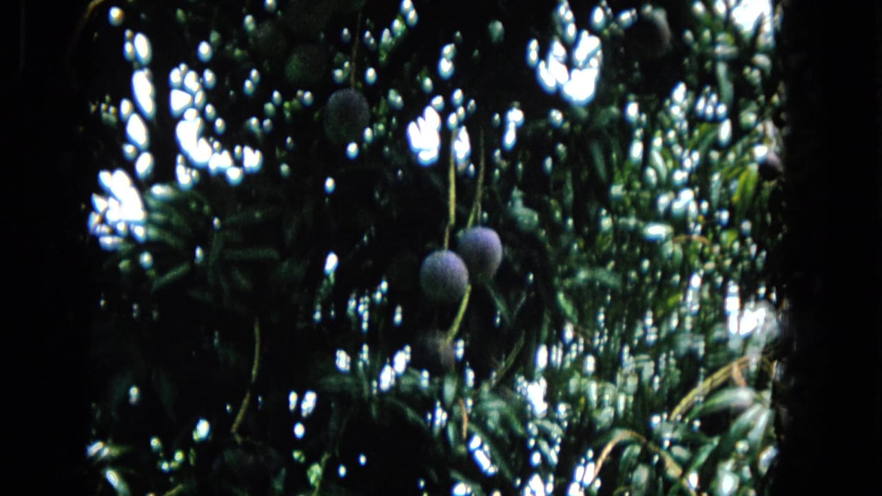 1965 Hawaii home-movie frame showing dense tropical foliage with round fruit hanging from branches in soft 8mm color.