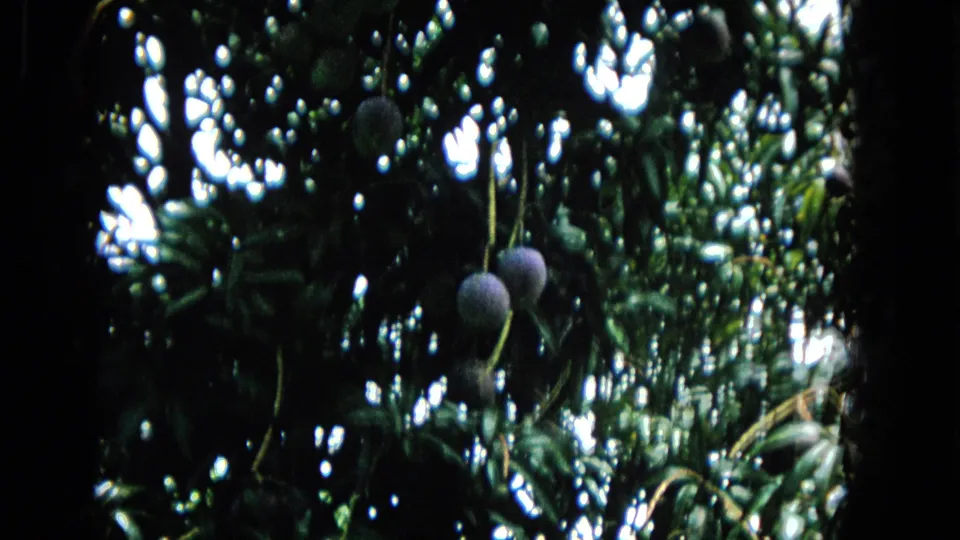 1965 Hawaii home-movie frame showing dense tropical foliage with round fruit hanging from branches in soft 8mm color.